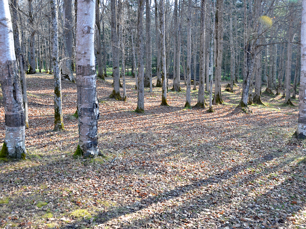 dsc_0263.jpg