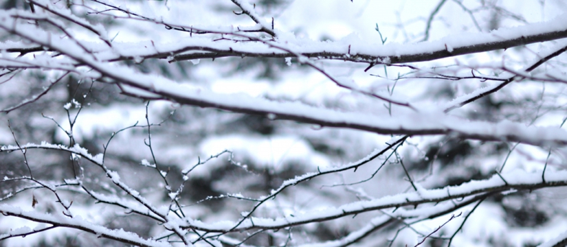 dsc_0341.jpg