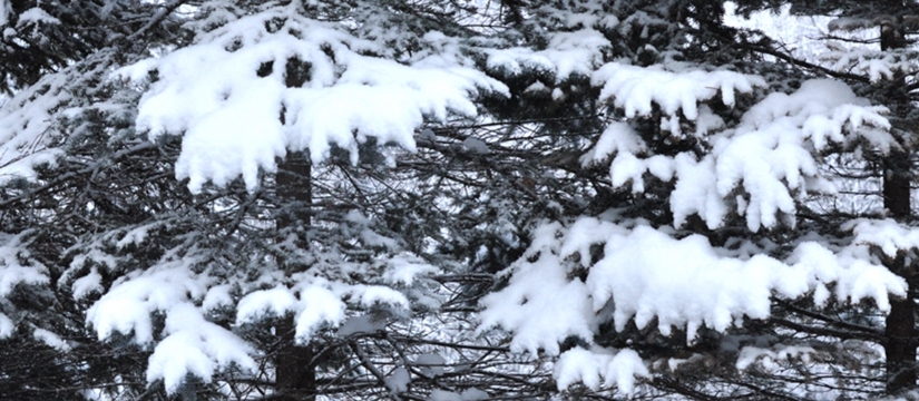 dsc_0343.jpg