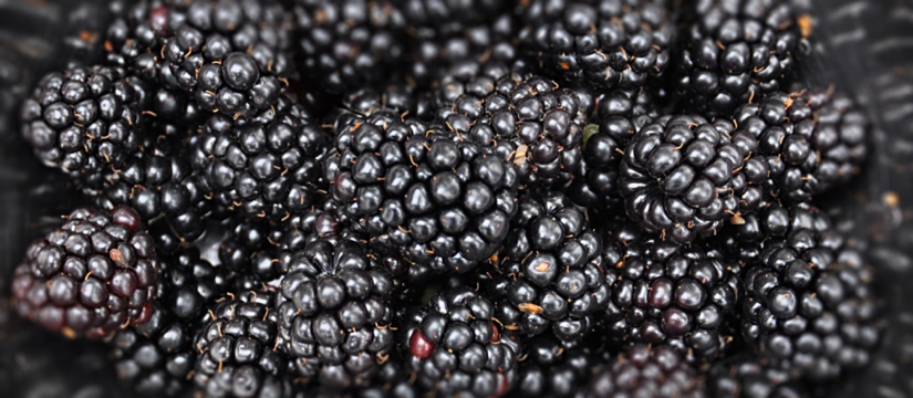 black-berry-1.jpg