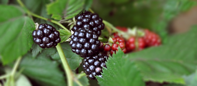 black-berry-5.jpg
