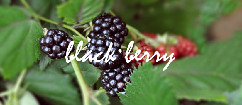 black81eberry-6.jpg