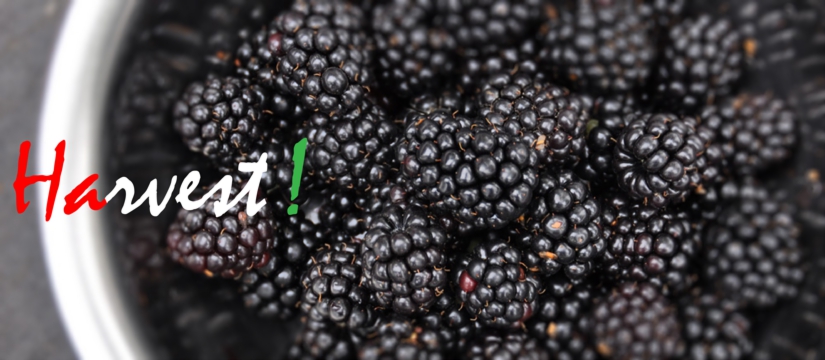harvest.jpg