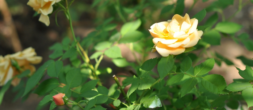 dsc_2245.jpg