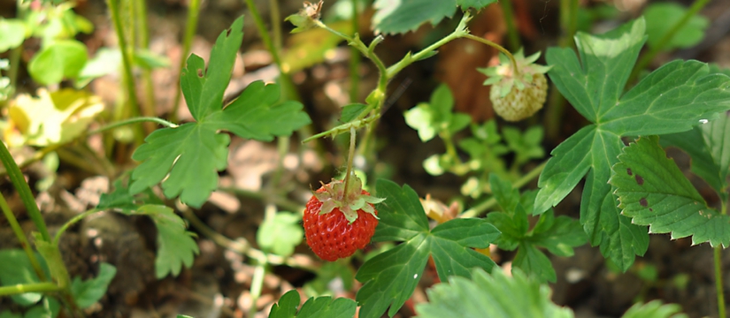 dsc_2252.jpg