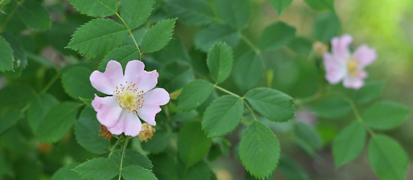 dsc_2256.jpg