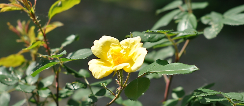 dsc_2264.jpg